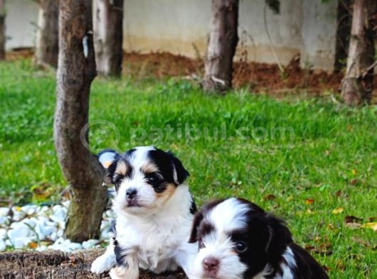 Orjinal Neşe Kaynağı Morkie görsel