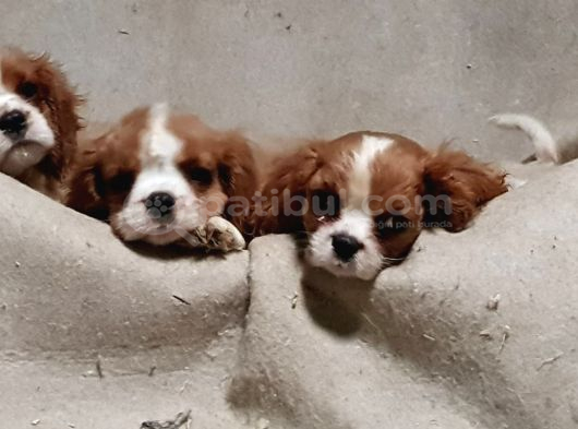 Orjinal Cavalier King Charles Yavrularımız görsel