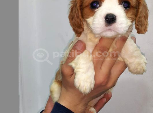 Orjinal cavalier king Charles yavrularımız