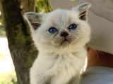 Orjinal Blue Point British Shorthair Erkek 2Aylık