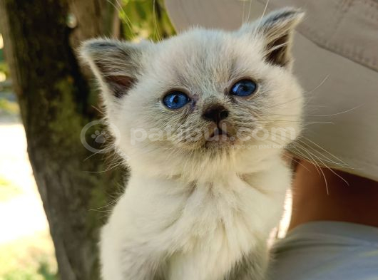 Orjinal Blue Point British Shorthair Erkek 2Aylık