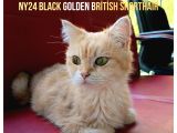 Orjünal British 2Yaşında Dişi Kediler