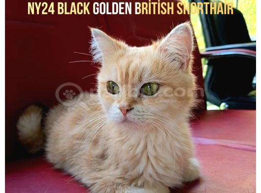 Orjünal British 2Yaşında Dişi Kediler görsel