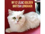 Orjünal British 2Yaşında Dişi Kediler