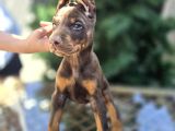 Kızıl Erkek Ve Dişi Irk Güzeli Doberman King Yavrular