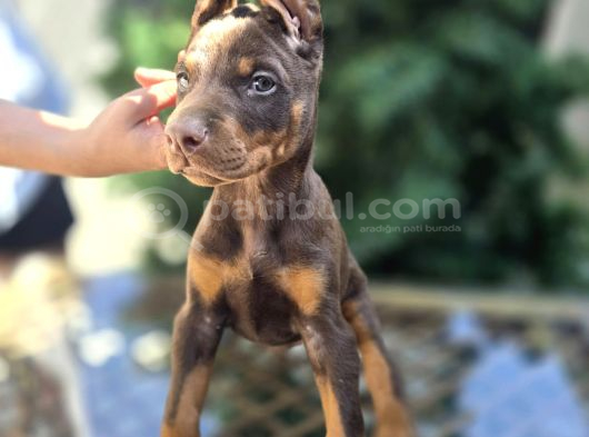 Kızıl Erkek Ve Dişi Irk Güzeli Doberman King Yavrular görsel