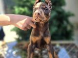 Kızıl erkek ve dişi ırk güzeli Doberman king yavrular
