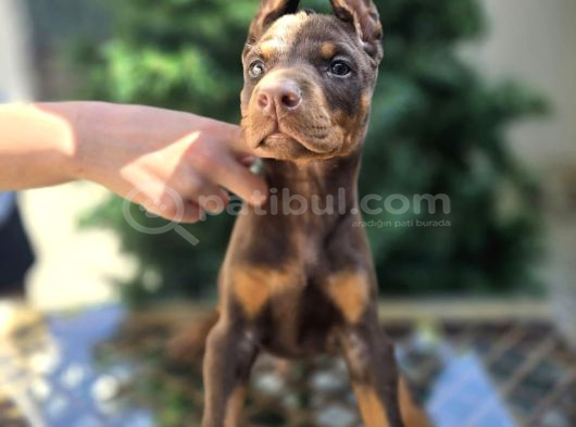 Kızıl erkek ve dişi ırk güzeli Doberman king yavrular