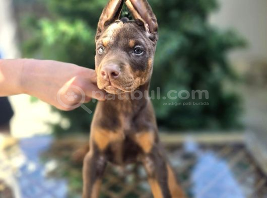 Kızıl Erkek Ve Dişi Irk Güzeli Doberman King Yavrular görsel