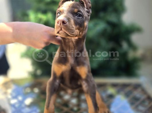 Kızıl Erkek Ve Dişi Irk Güzeli Doberman King Yavrular görsel