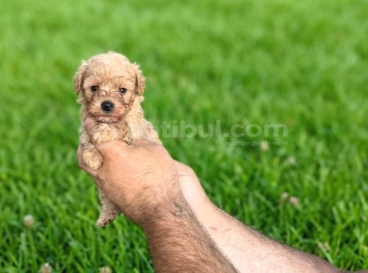 Dişi Erkek Maltipoo Yavrularımız görsel