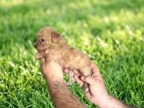 Dişi Erkek Maltipoo Yavrularımız
