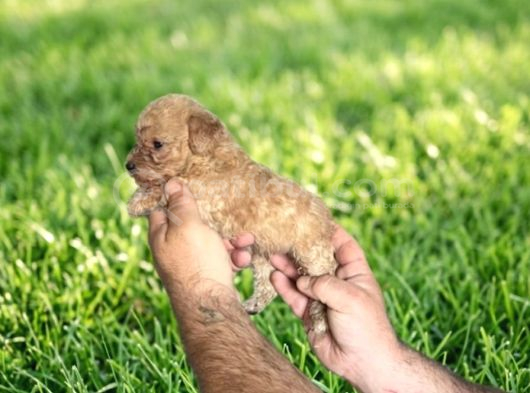 Dişi Erkek Maltipoo Yavrularımız görsel