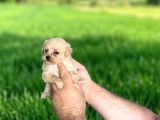 Dişi Erkek Maltipoo Yavrularımız