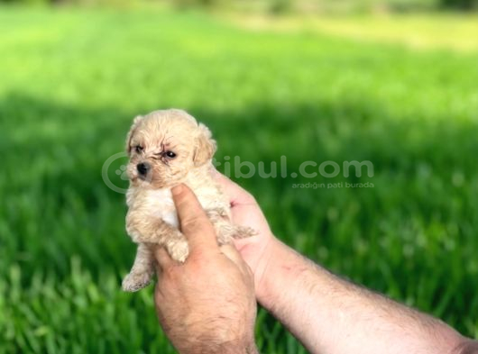 Dişi Erkek Maltipoo Yavrularımız görsel