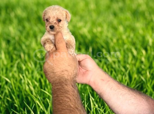 Dişi erkek maltipoo yavrularımız