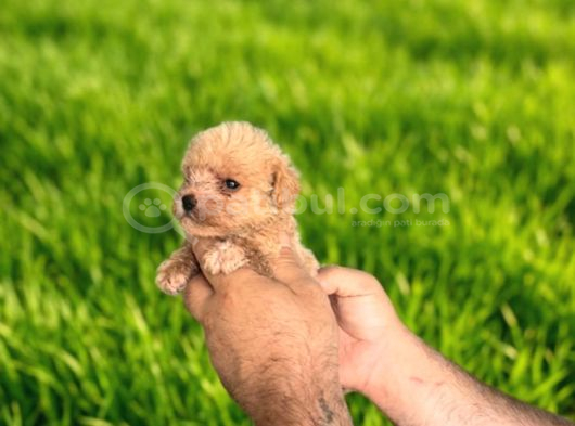 Dişi Erkek Maltipoo Yavrularımız görsel