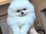 Üst kalite orijinal ırk pomeranian boo ERKEK