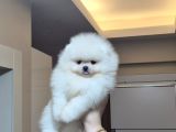 Üst Kalite Orijinal Irk Pomeranian Boo Erkek