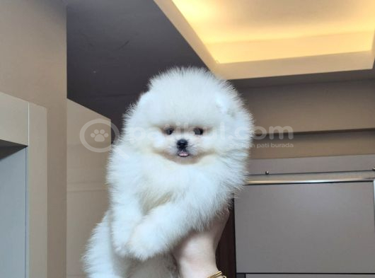 Üst Kalite Orijinal Irk Pomeranian Boo Erkek görsel