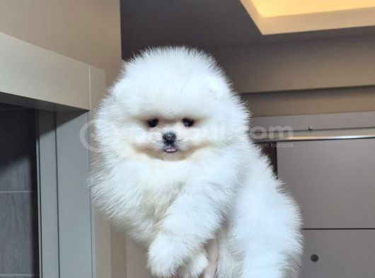 Üst Kalite Orijinal Irk Pomeranian Boo Erkek görsel
