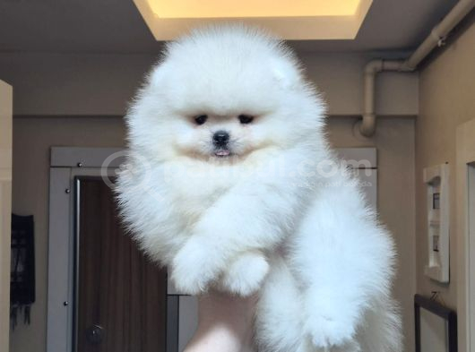 Üst Kalite Orijinal Irk Pomeranian Boo Erkek görsel