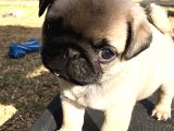 Show Kalite Pug Mops Bebekler