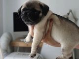 Show kalite pug mops bebekler