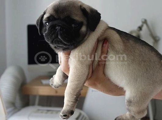 Show kalite pug mops bebekler