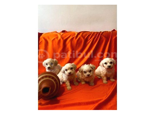 Minnak maltipoo bebeklerimiz