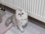 Safkan Longhair Yavrusu