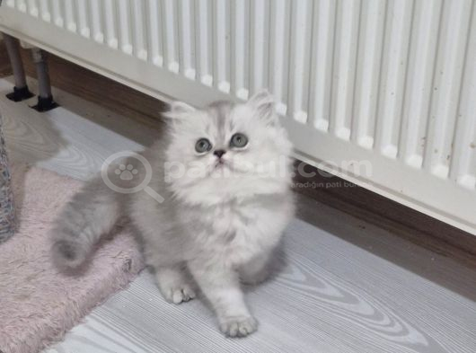 Safkan Longhair Yavrusu görsel