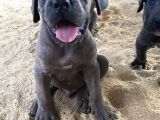 DEV PREMİUM CANE CORSO YAVRULARI