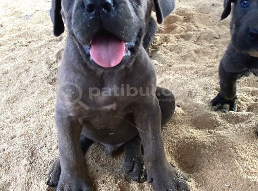 DEV PREMİUM CANE CORSO YAVRULARI