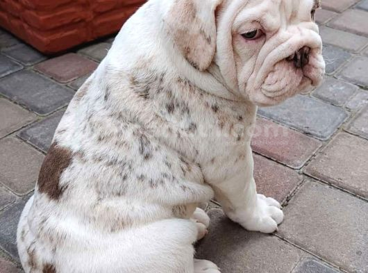Renkli̇ Çocuklar görsel