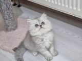 Safkan longhair yavrusu