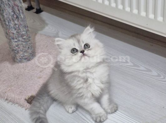 Safkan longhair yavrusu