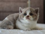 Safkan Bicolor Yavru
