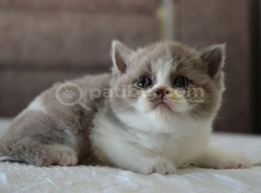 Safkan Bicolor Yavru görsel