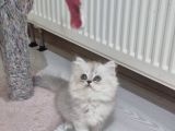 Safkan Longhair Yavrusu
