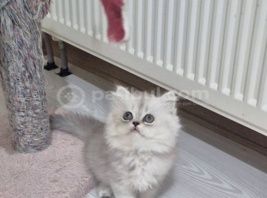 Safkan Longhair Yavrusu görsel