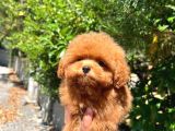 TEA CUP TOY POODLE A KALİTE YAVRU