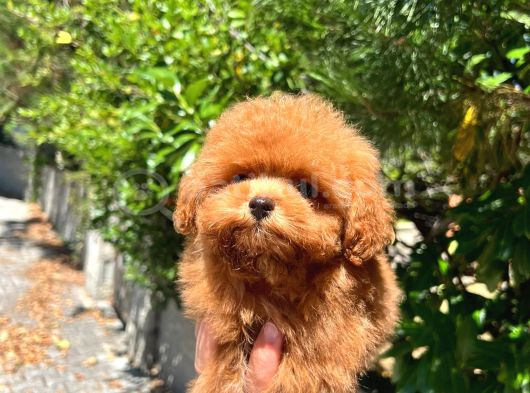 TEA CUP TOY POODLE A KALİTE YAVRU