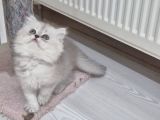 Safkan Longhair Yavrusu