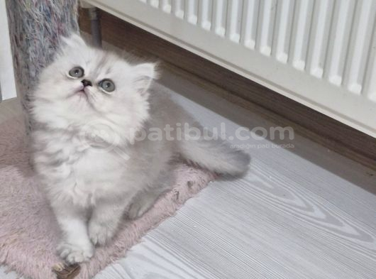 Safkan Longhair Yavrusu görsel
