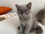 Anne altından çok güzel british shorthair yavrumuz