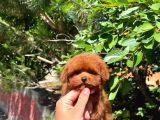 Tea Cup Toy Poodle A Kali̇te Yavru