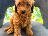 Son Yavrular Di̇şi̇ Ve Erkek Toy Poodle Aşili