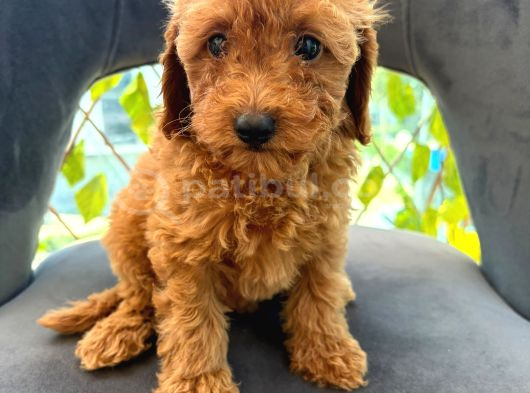Son Yavrular Di̇şi̇ Ve Erkek Toy Poodle Aşili görsel