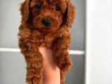 Toy Poodle Sevi̇mli̇ Yavrular Ev Üreti̇mi̇